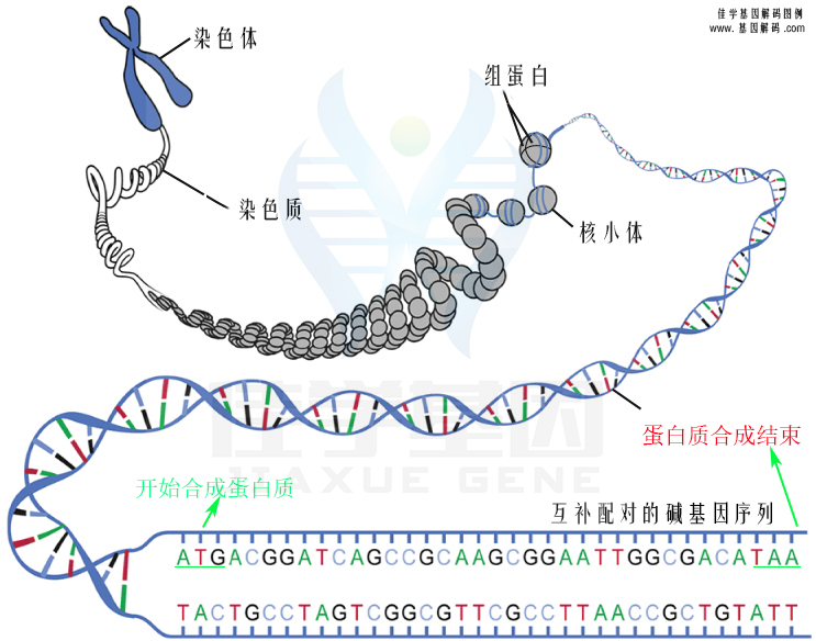 【佳學基因檢測】需要多長時間可以拿艾司西酞普蘭敏感性-代謝/PK基因解碼、<a href=http://m.sushiinoueharlem.com/tk/jiema/cexujishu/2021/31933.html>基因檢測</a>報告？