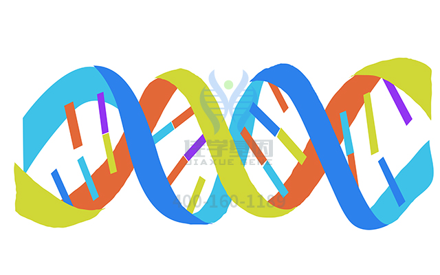 【佳學基因檢測】如何區(qū)分自閉癥嚴重基因解碼、<a href=http://m.sushiinoueharlem.com/tk/jiema/cexujishu/2021/31933.html>基因檢測</a>？