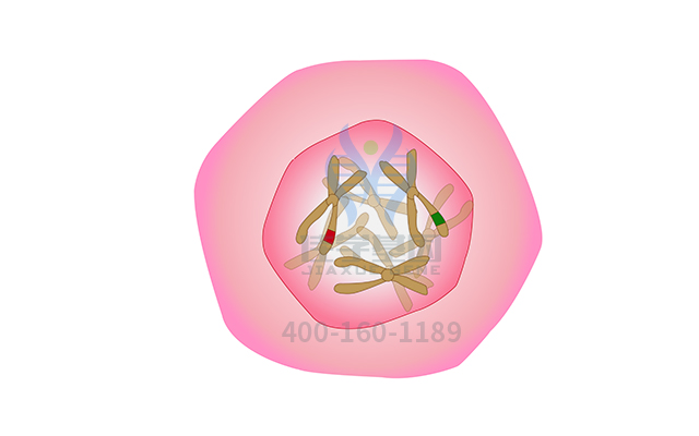 【佳學(xué)基因檢測(cè)】腦瘤-息肉綜合征2型基因解碼、<a href=http://m.sushiinoueharlem.com/tk/jiema/cexujishu/2021/31933.html>基因檢測(cè)</a>有什么用？