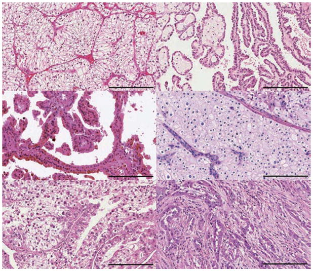 保存圖片、插圖等的外部文件。對象名稱為 nihms958498f1.jpg