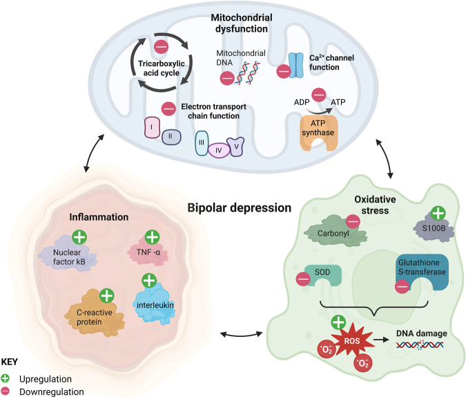 圖1：雙相抑郁癥與線粒體功能障礙、炎癥和氧化應(yīng)激持續(xù)相關(guān)
